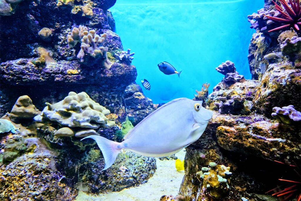 curated-guide-and-unique-experiences-for-st-thomas-usvi Underwater World
